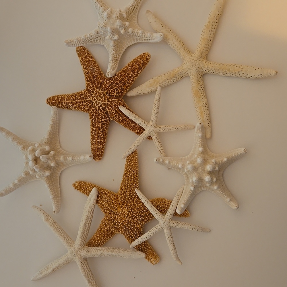 9 Assorted Starfish - Picture 4 of 8